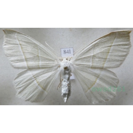 Campaea margaritaria (Linnaeus, 1761) female Ostrolot muszlowiak Czech84l